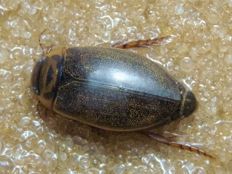 Rhantus frontalis (Marsham, 1802)